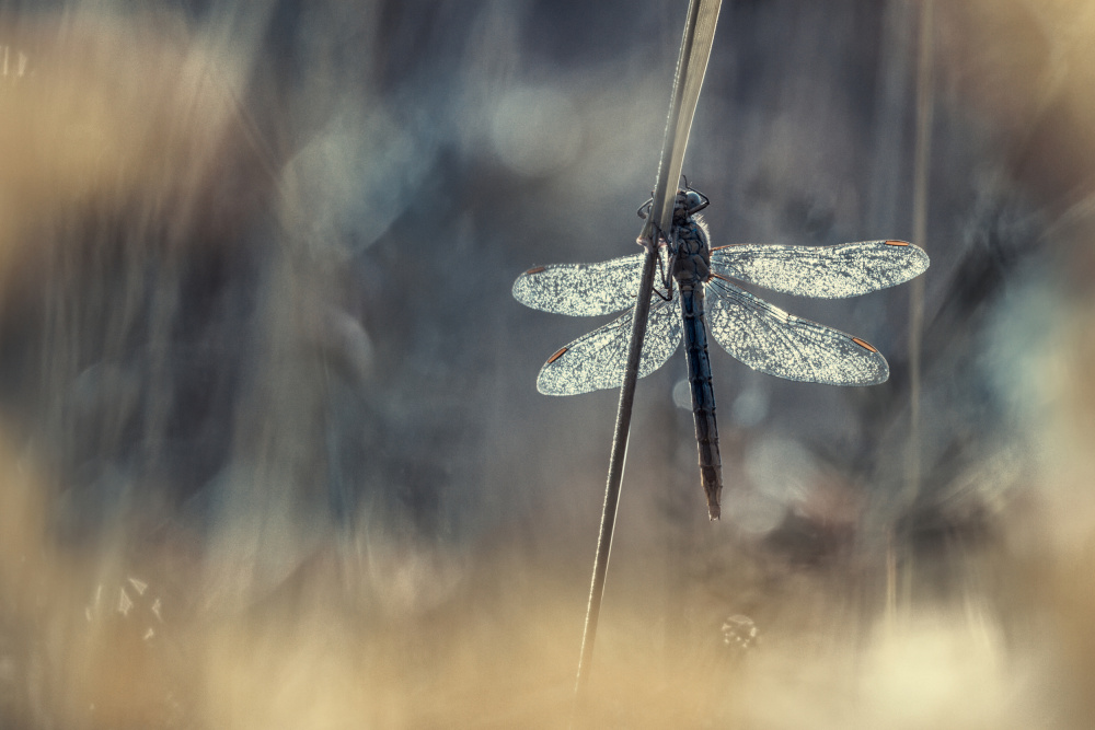 Wings von Fabien Bravin