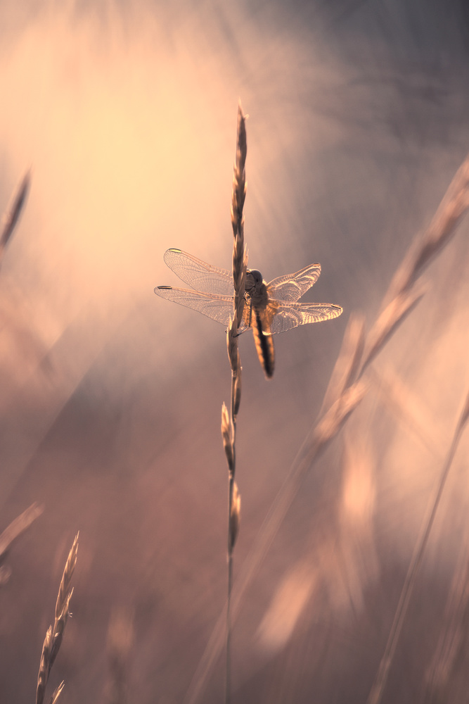 Divine Light von Fabien Bravin