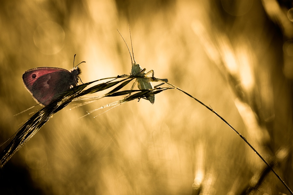 Hi dude, A bit cold this morning von Fabien Bravin