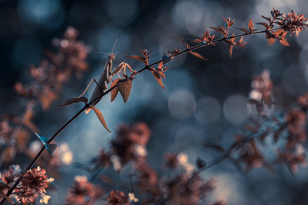 Fall Serenade von Fabien Bravin