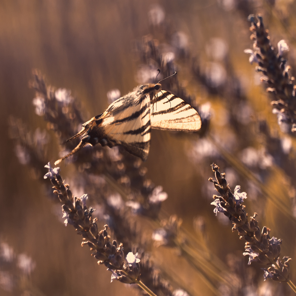 In Flight VI von Fabien Bravin