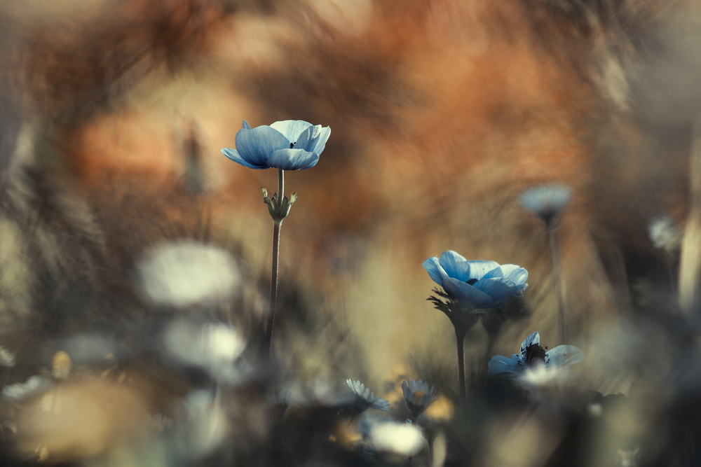 Let flowers rule the world von Fabien Bravin