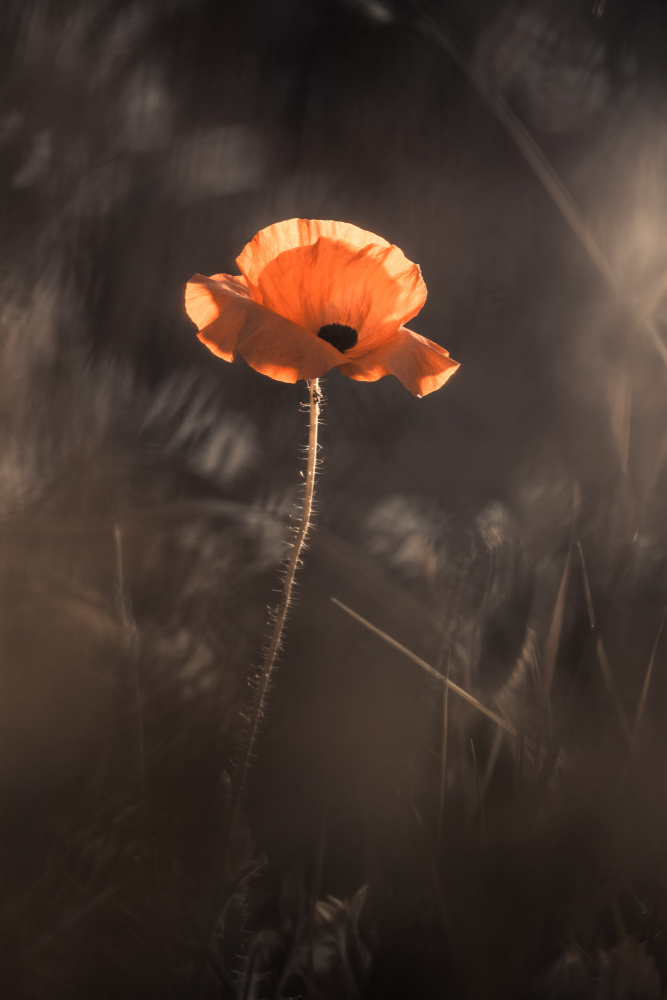 Le Flamboyant von Fabien Bravin