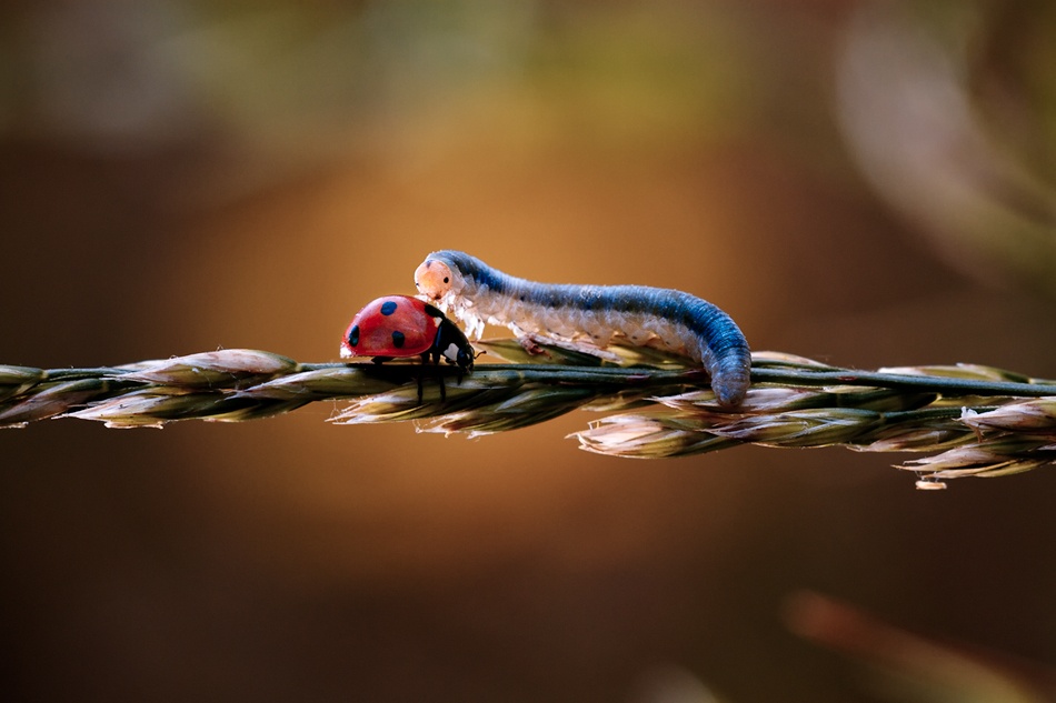 Love is blindness von Fabien Bravin