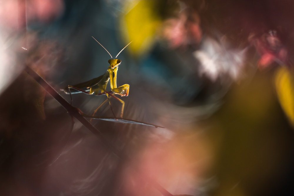 Mantis tales von Fabien Bravin