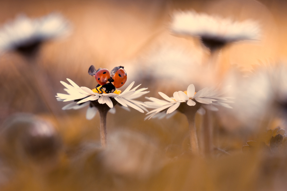 Minuscule - Playing among the daisies von Fabien Bravin