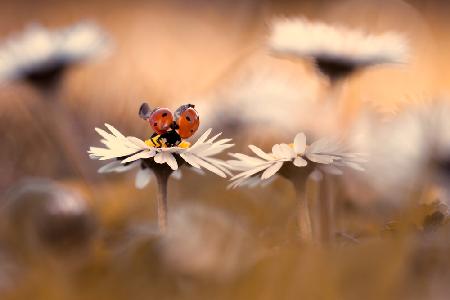 Minuscule - Playing among the daisies