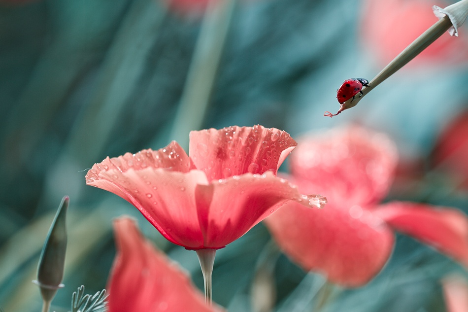 Red Ink Refill von Fabien Bravin