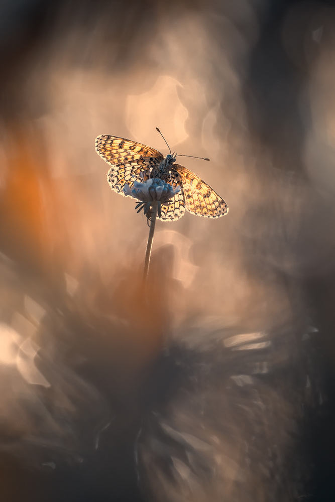 Naturally Framed von Fabien Bravin