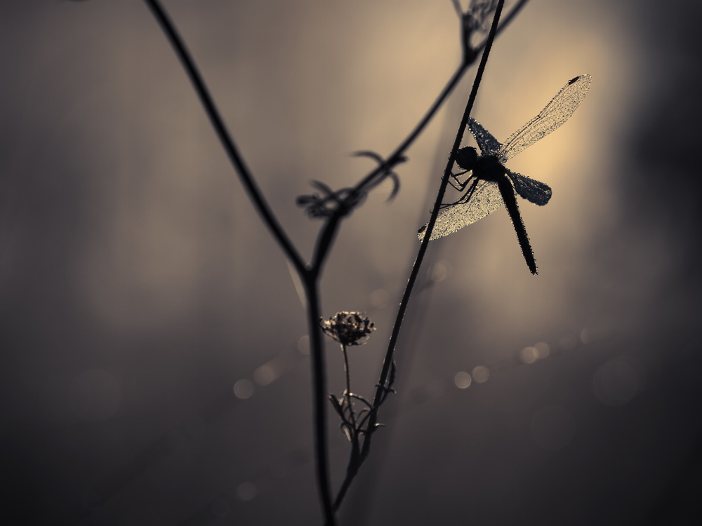 Nature Jewellery von Fabien Bravin