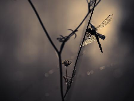 Nature Jewellery