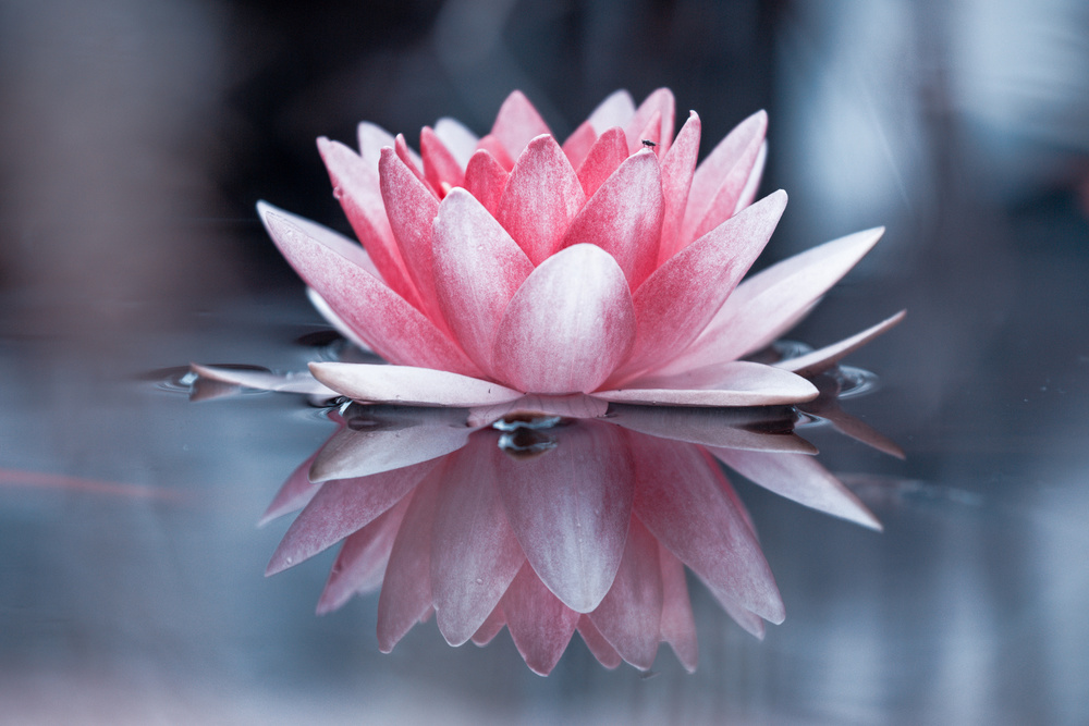 Padmasana von Fabien Bravin