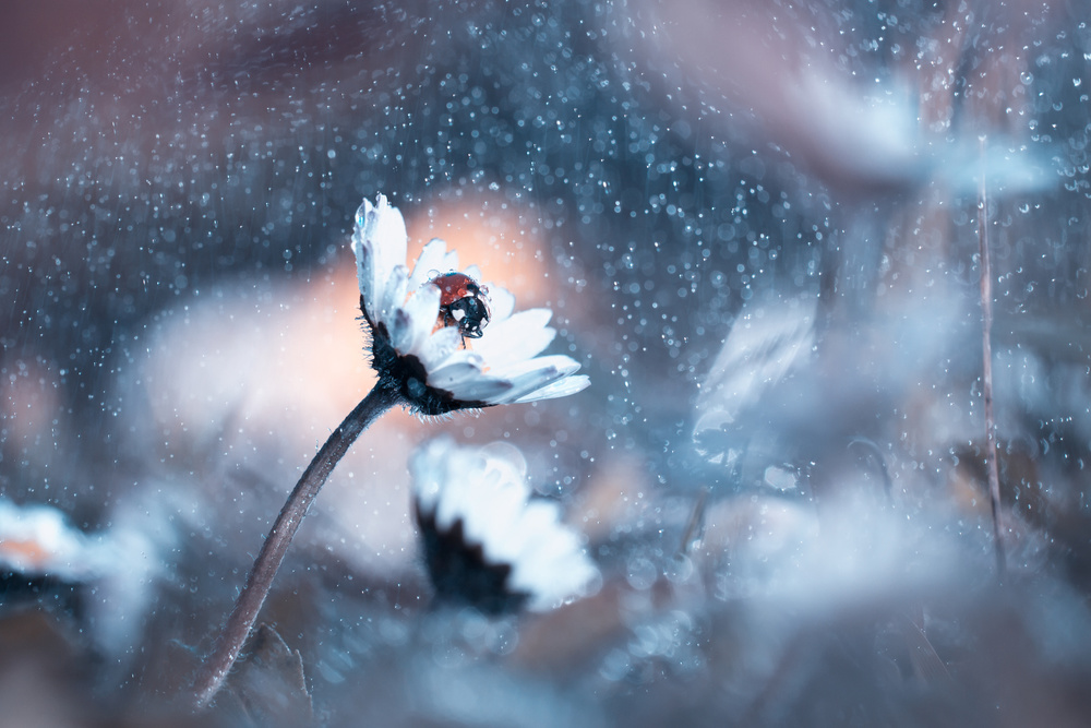 Rainy Lady Daisy Day von Fabien Bravin