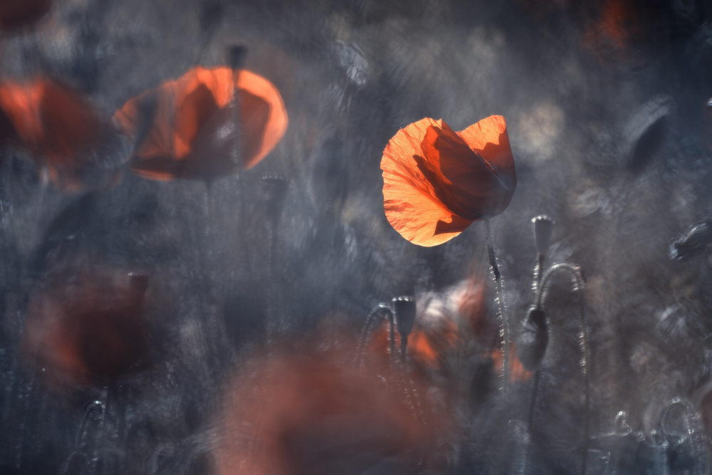 Red dressed von Fabien Bravin