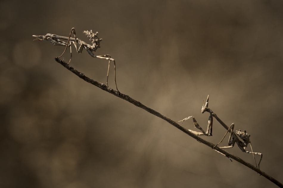 Silent approach von Fabien Bravin