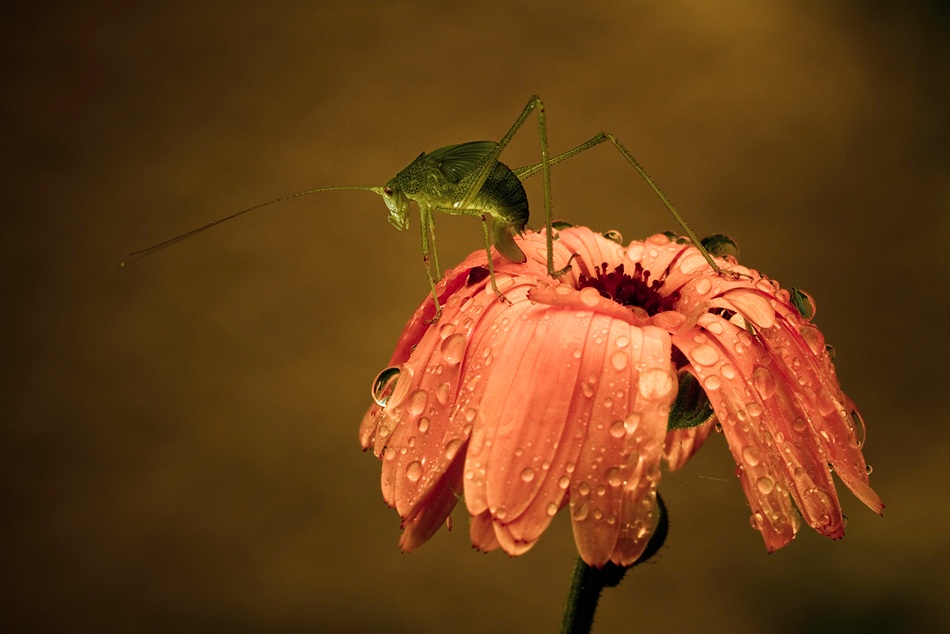 Still Life von Fabien Bravin