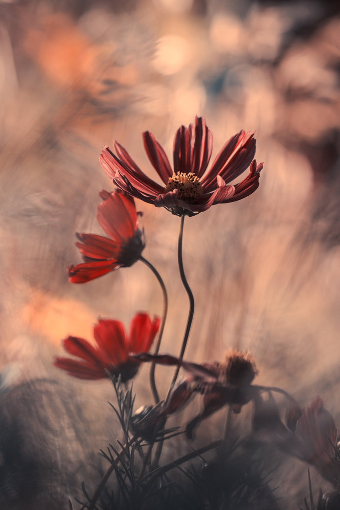 Dancing in the light von Fabien Bravin