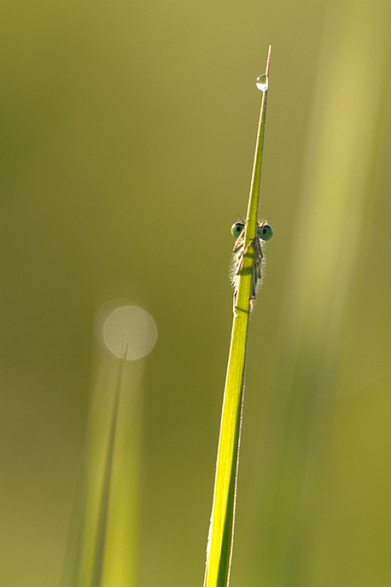 Hidden. Well ... Almost von Fabien Bravin