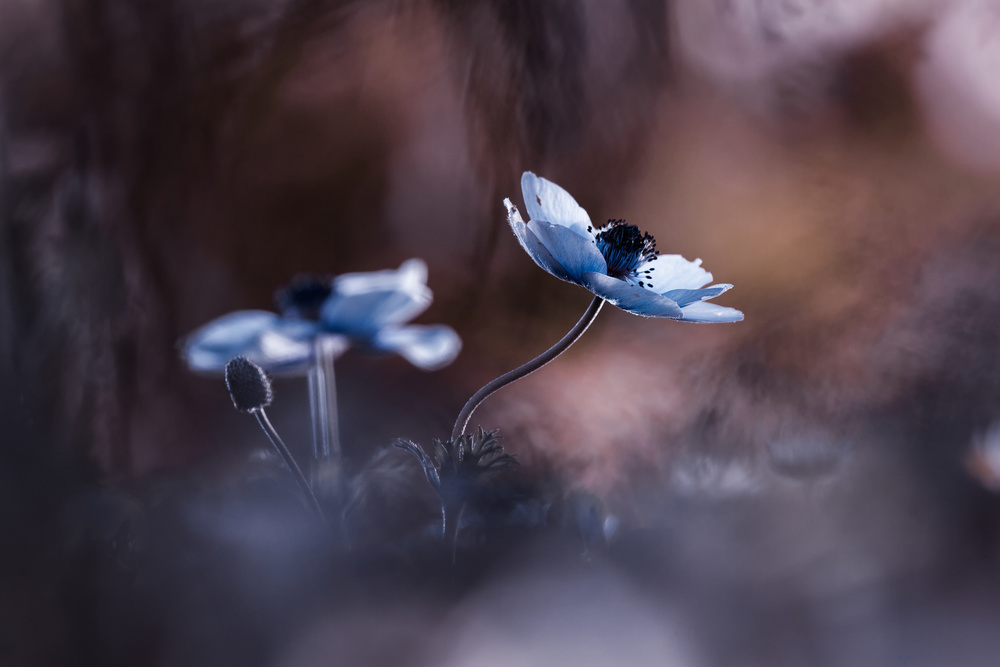 When flowers bloom so does hope von Fabien Bravin