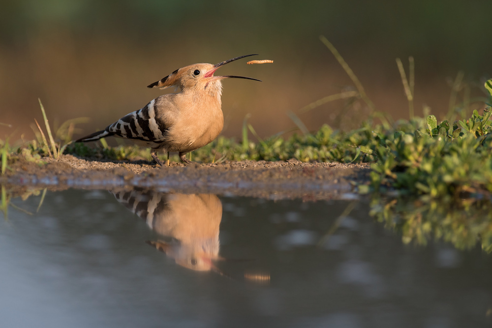 Breakfast at dawn von Fabio Ferretto