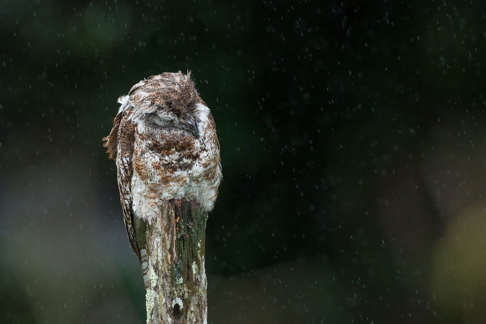 Sleep in the rain (Great Potoo) von Fabio Ferretto