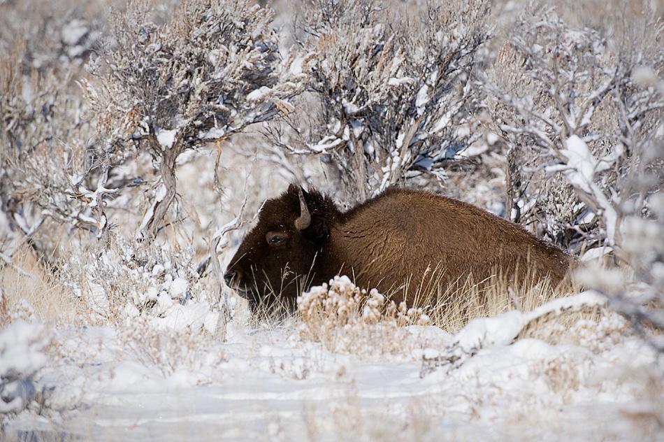 Bison in Winterland von Fabiola Forns