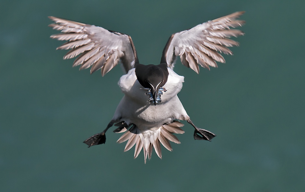 Incoming Razorbill von Fabiola Forns