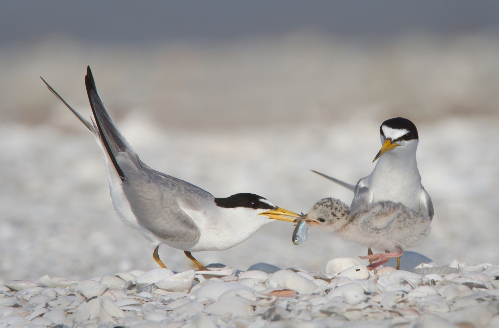 Feeding von Fabiola Forns