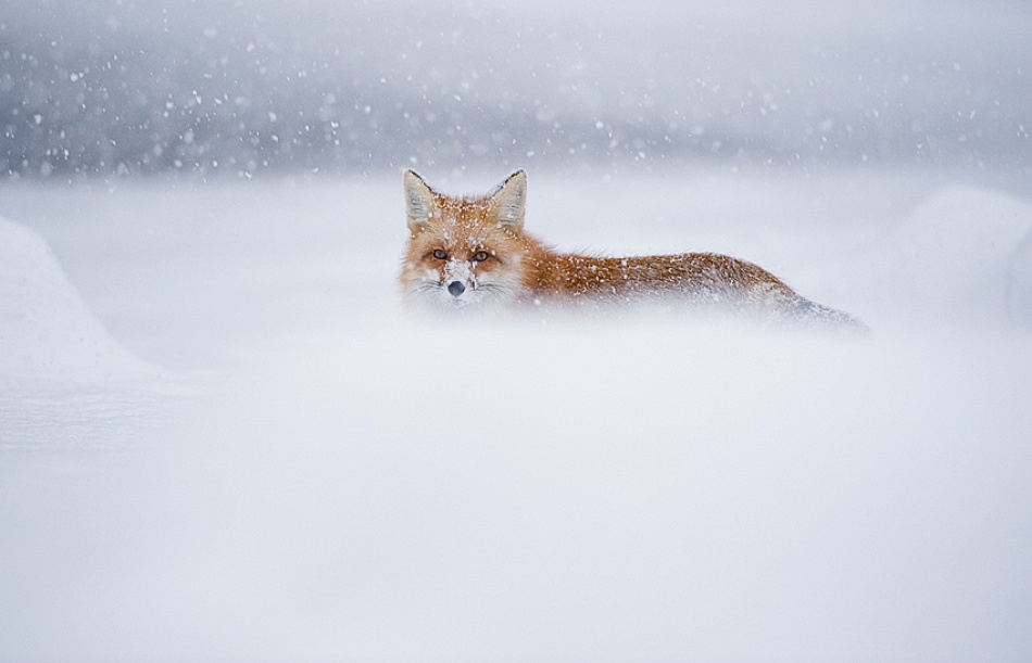 Isolation von Fabiola Forns