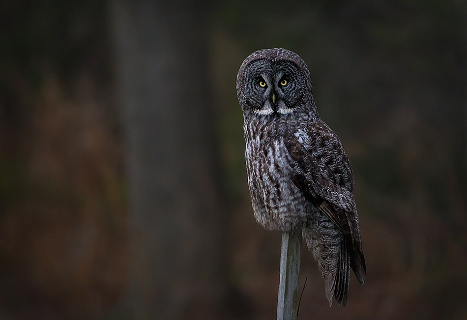 Queen of the forest von Fabiola Forns