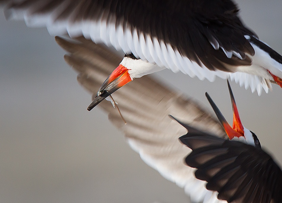 Conflict! von Fabiola Forns