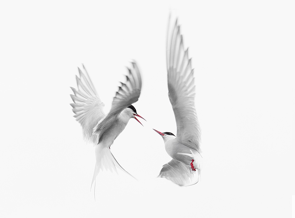 Arctic Terns von Fabiola Forns