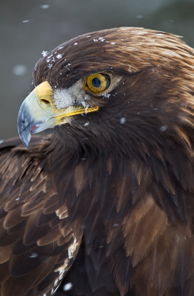 Golden Eagle in the snow von Fabiola Forns