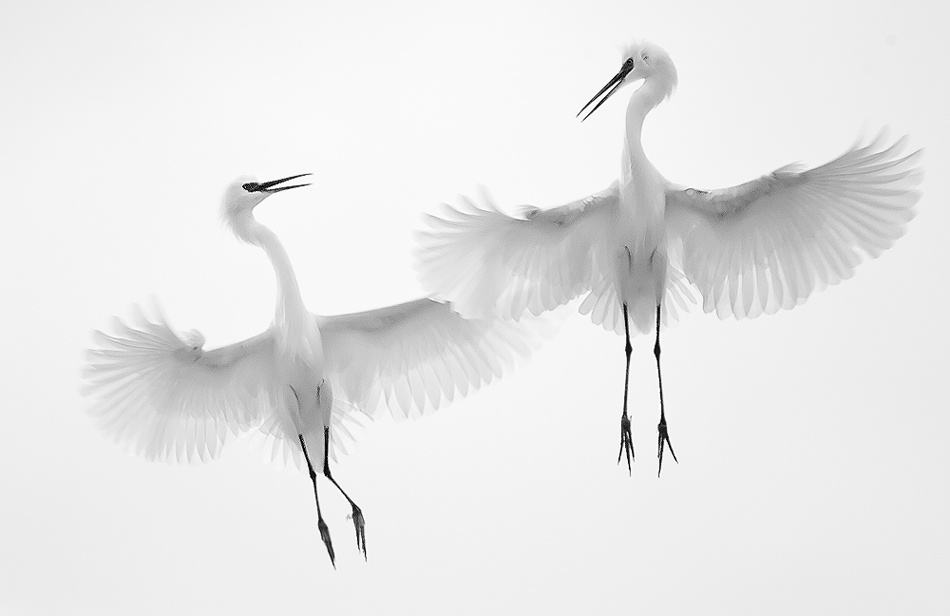 Dancers in the Sky von Fabiola Forns