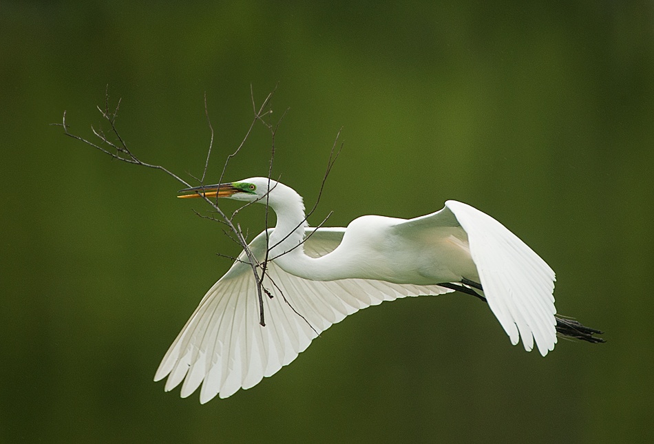 Nesting!!! von Fabiola Forns