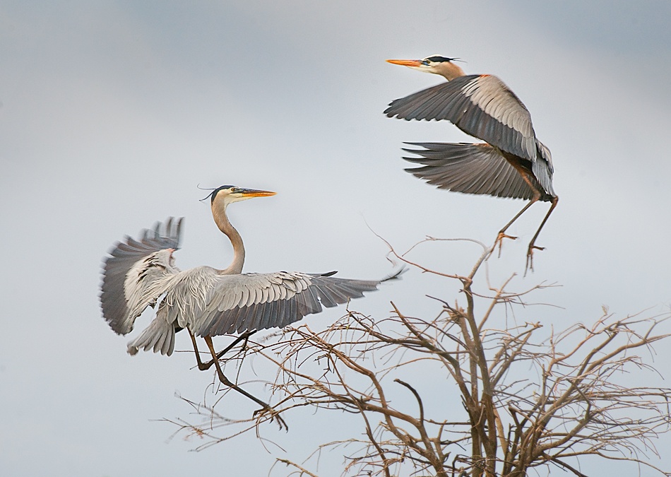 Bird fight! von Fabiola Forns