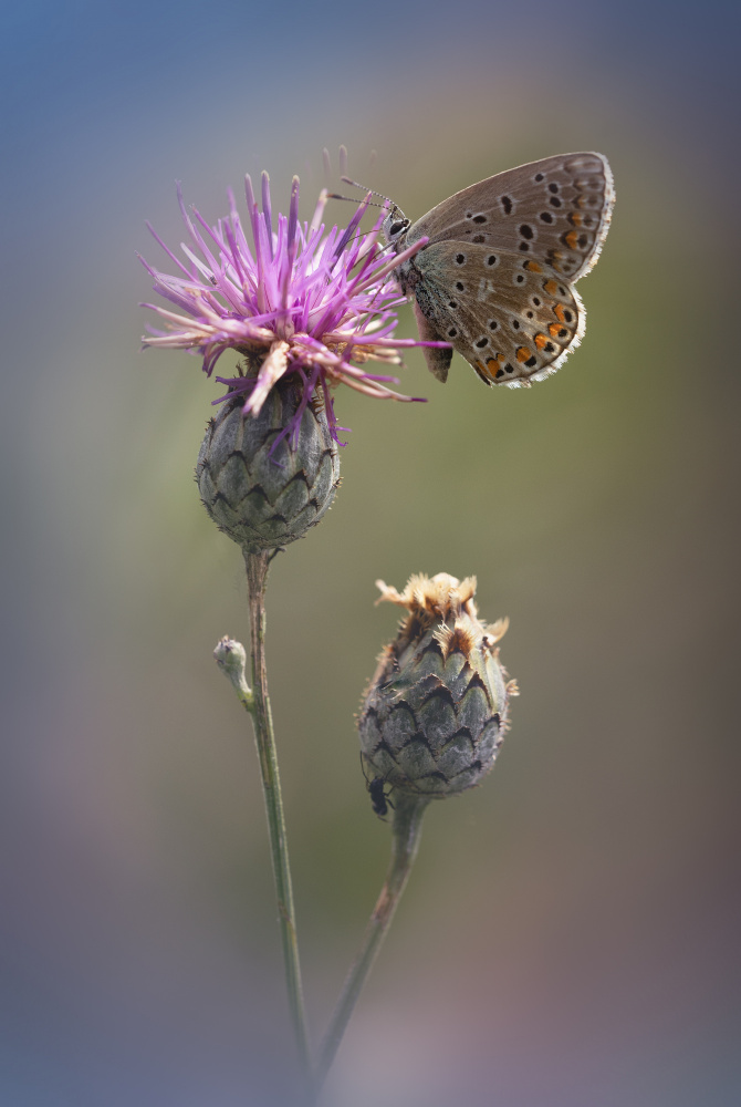 Adonis Blue von Fabrizio Daminelli