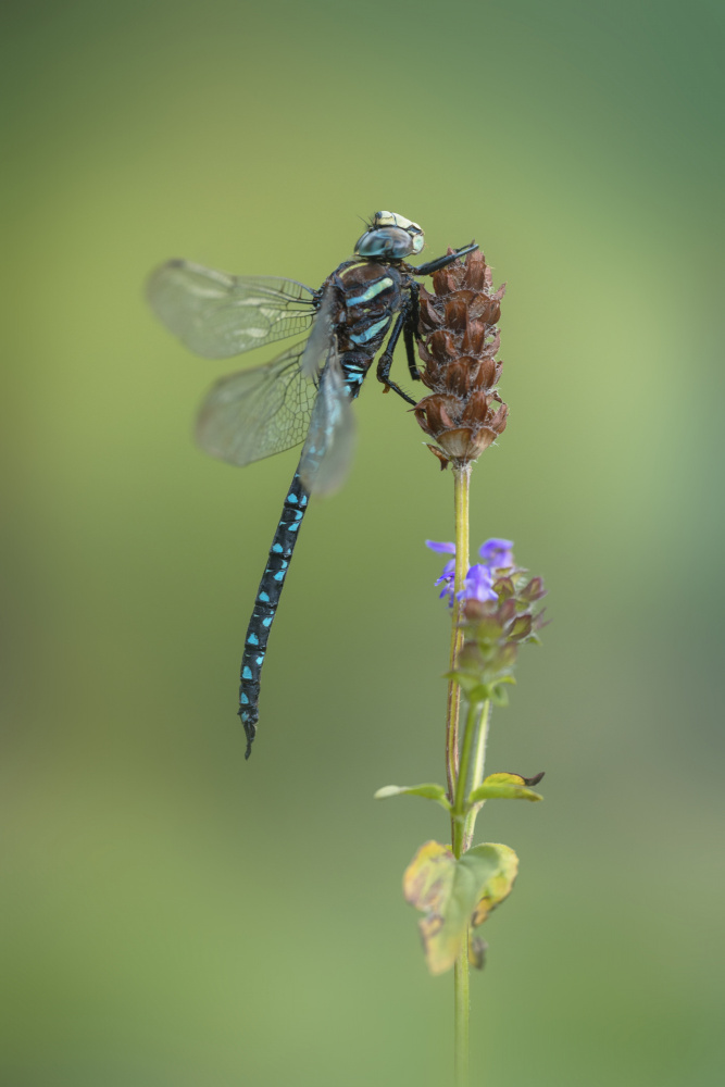 Aeshna juncea von Fabrizio Daminelli