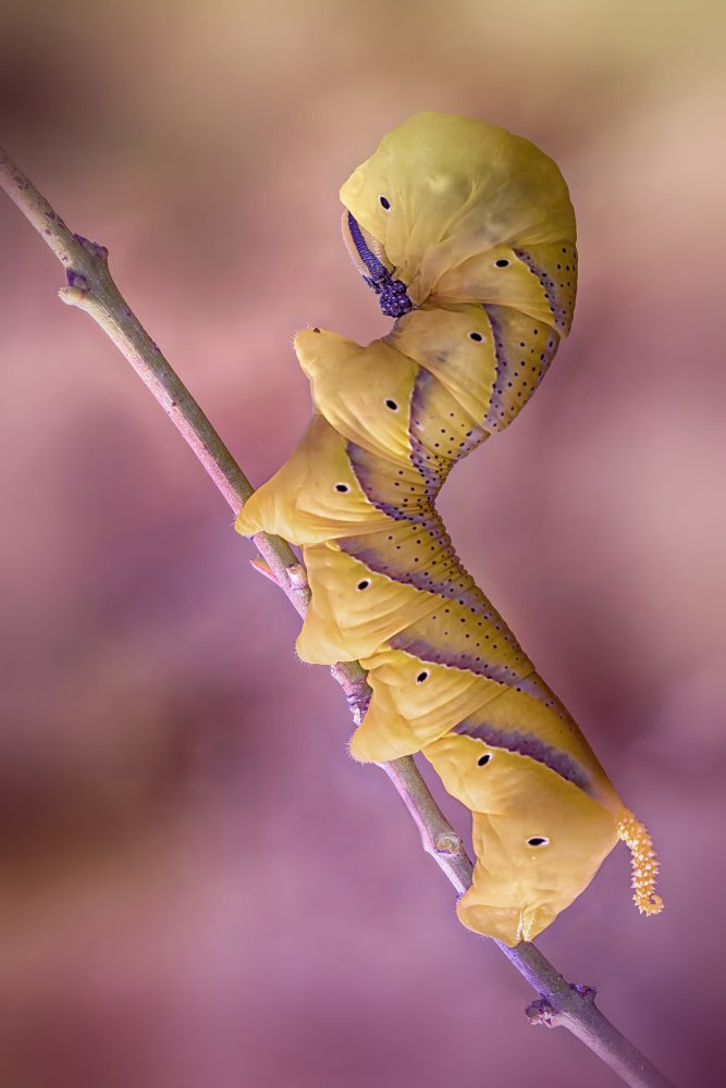 African deaths-head hawkmoth von Fabrizio Daminelli