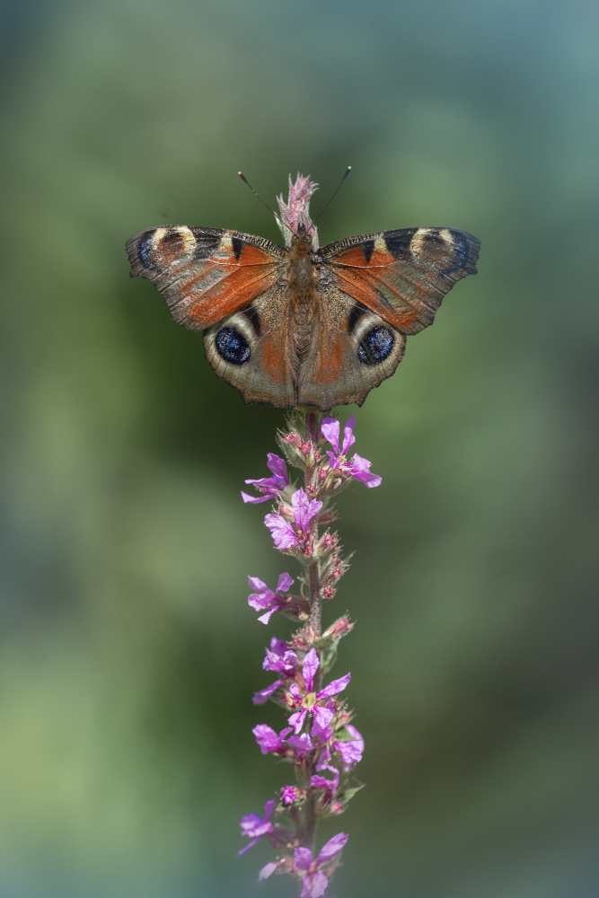 Aglais io von Fabrizio Daminelli