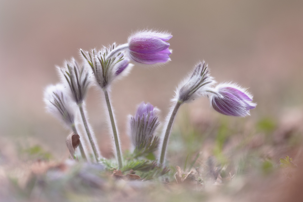 Mountain Pasqueflower von Fabrizio Daminelli