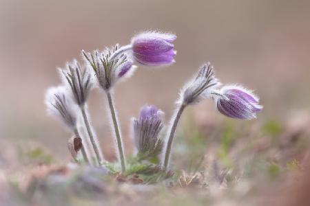 Mountain Pasqueflower