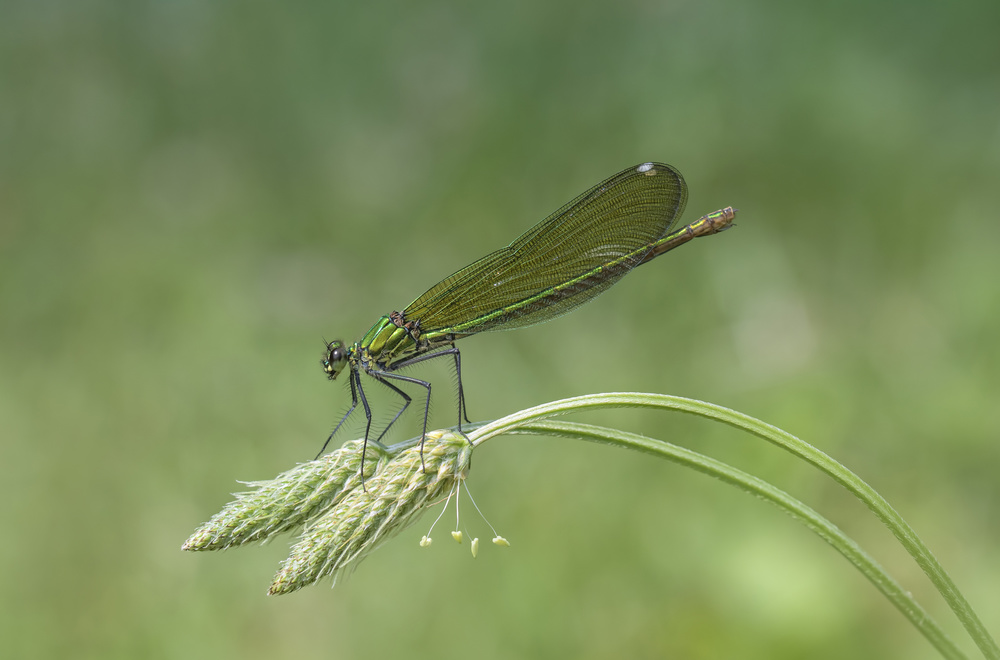 Calopteryx splendens von Fabrizio Daminelli