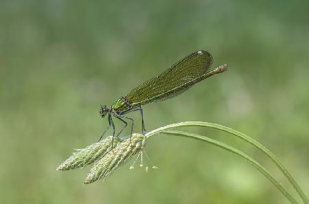 Calopteryx splendens