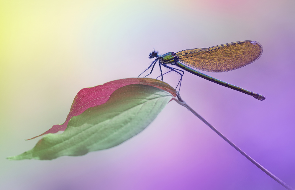 Calopteryx splendens von Fabrizio Daminelli