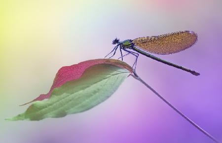 Calopteryx splendens