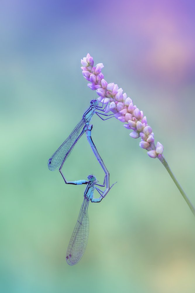 Common Blue in love von Fabrizio Daminelli