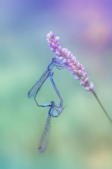 Common Blue in love