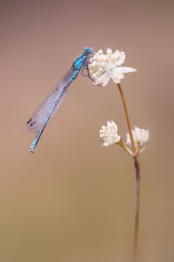 Enallagma cyathigerum von Fabrizio Daminelli