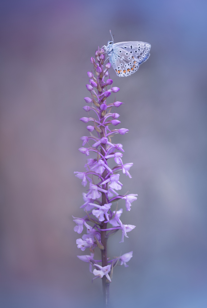 fabrizio daminelli Adonis Blue on Gymnadenia conopsea von Fabrizio Daminelli